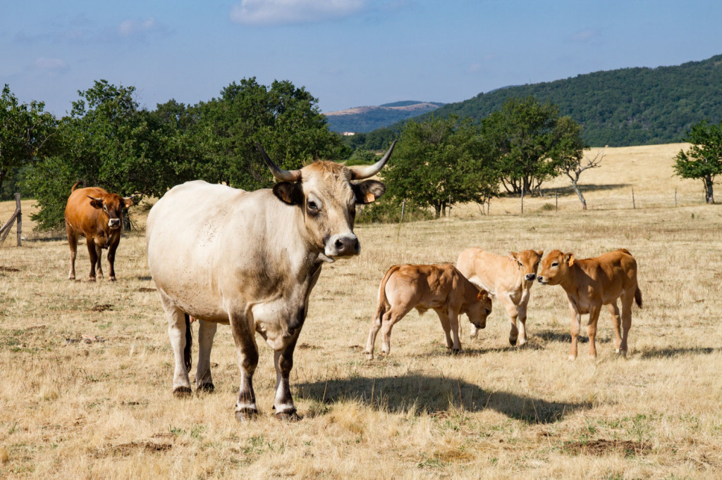 Naissances des veaux Aubrac